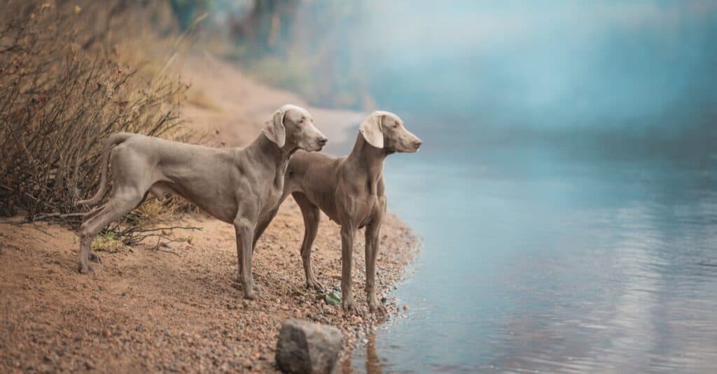 Male vs Female Weimaraners: 4 Key Differences