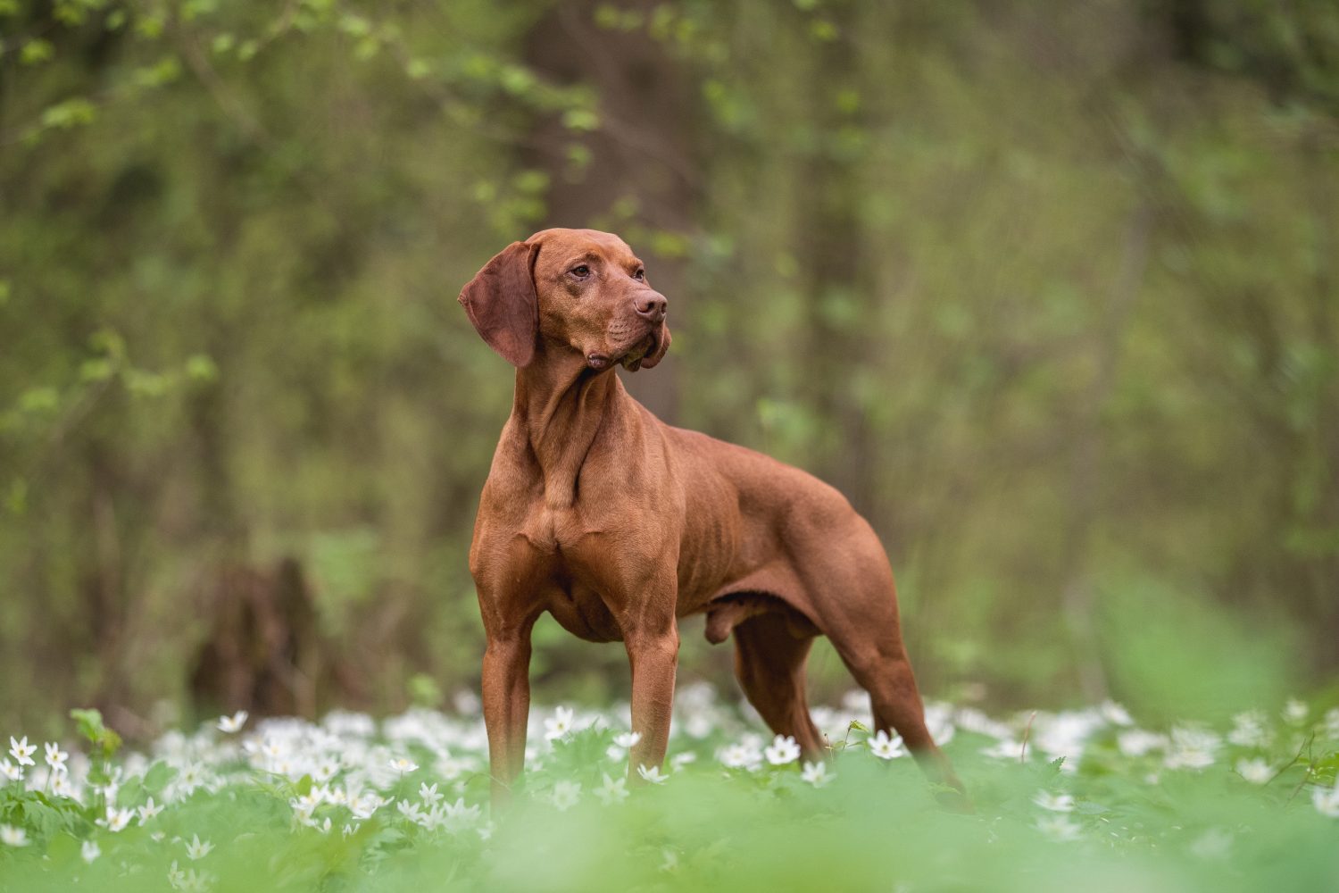 Vizsla Progression: Growth Chart, Milestones, and Training Tips