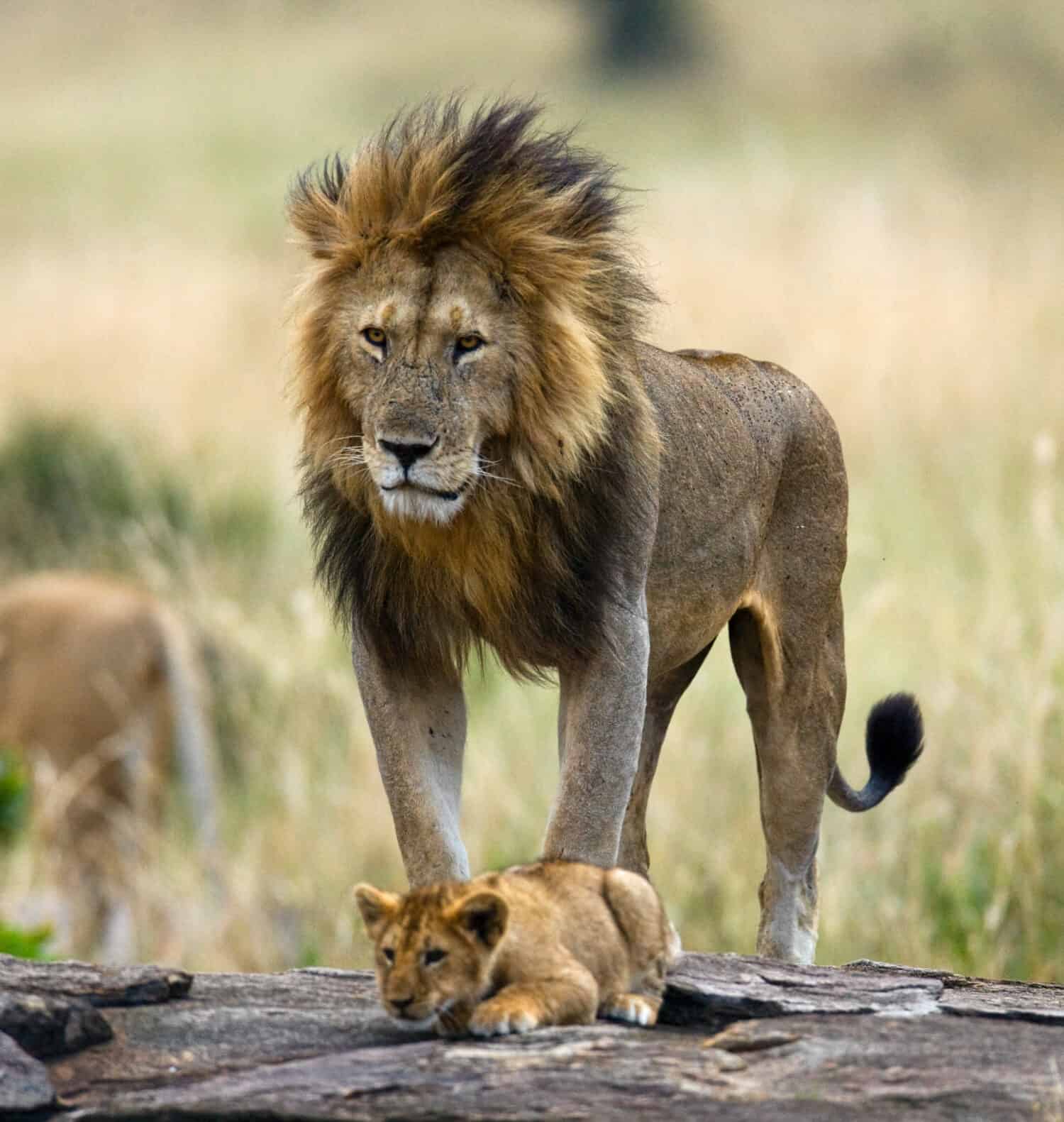 Overwhelmed Lion Dad Gets Surrounded by All His Females and Cubs at the Same Time!