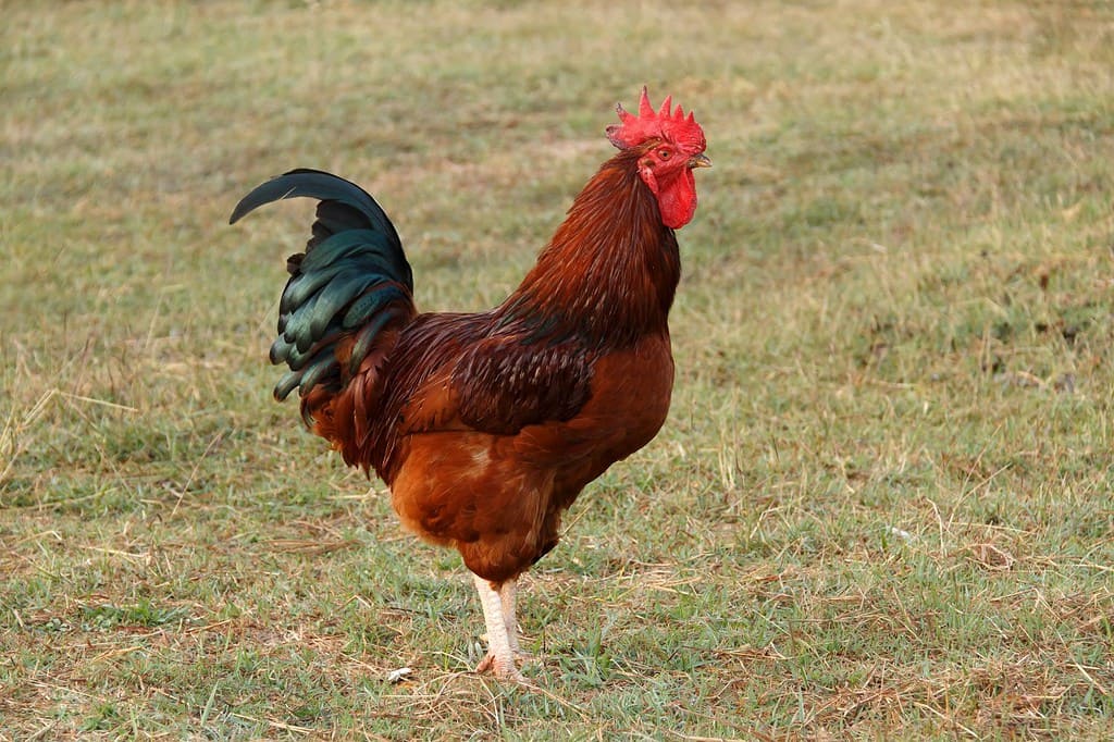 The 9 Worst Chicken Breeds You Should Avoid