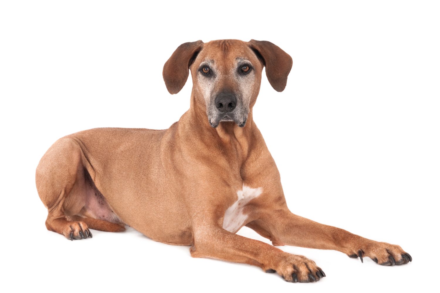 Rhodesian Ridgeback Colors