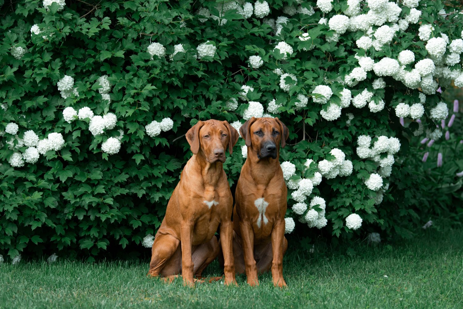 Rhodesian Ridgeback Colors