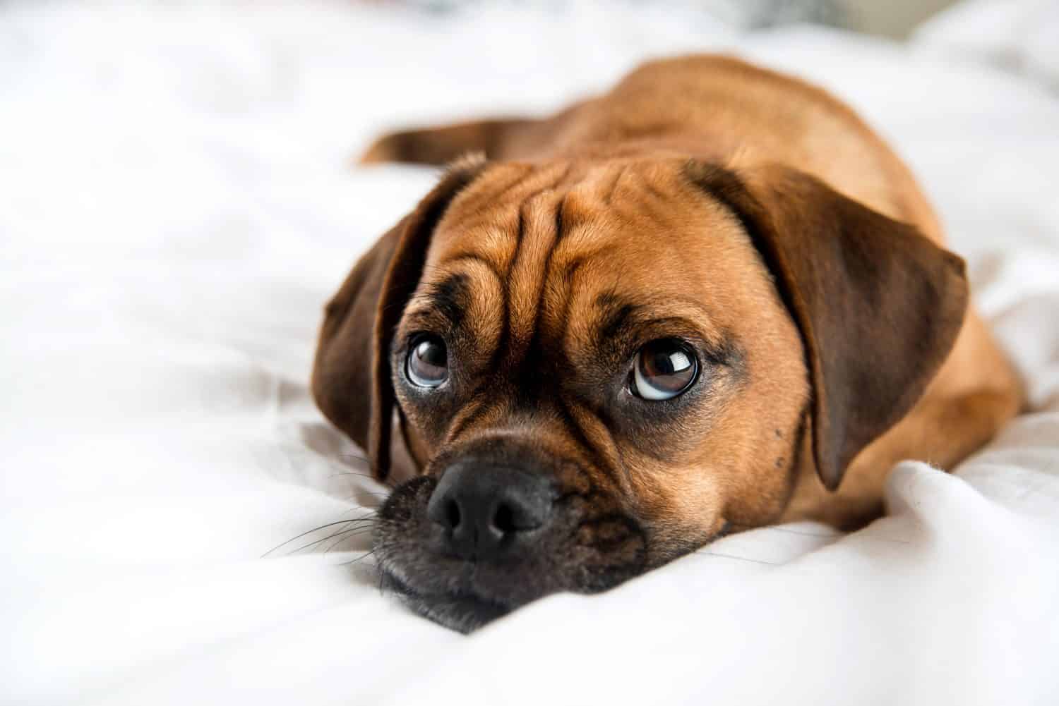 Puggle Prices in 2024: Purchase Cost, Vet Bills, and More!