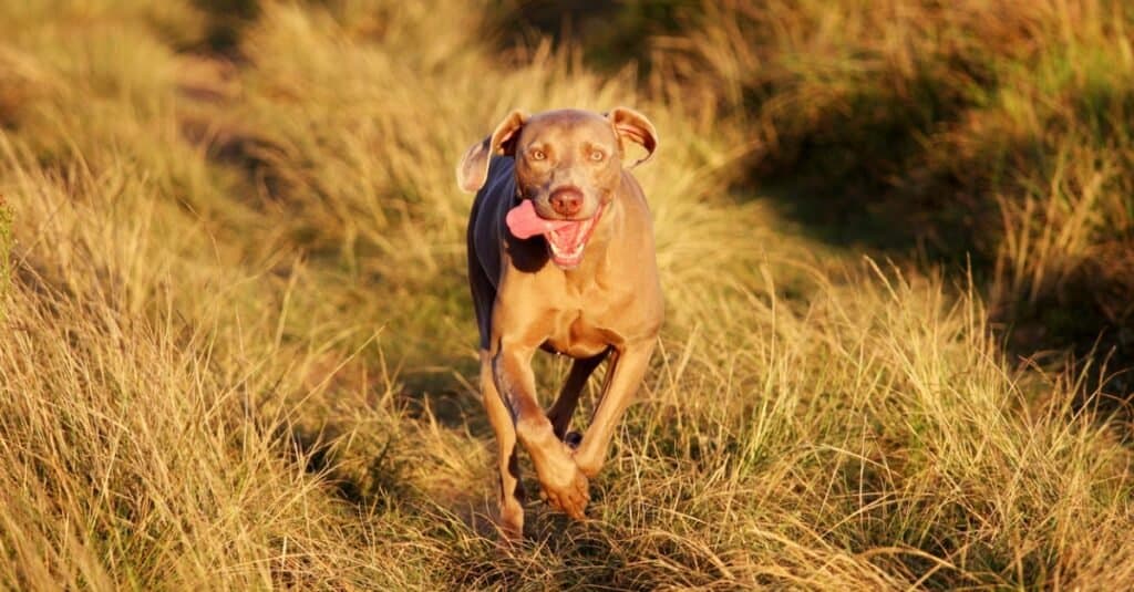 Male vs Female Weimaraners: 4 Key Differences