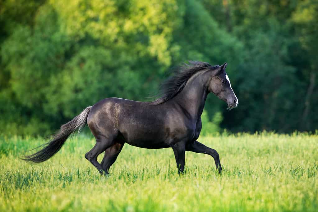 The 11 Animals That Have The Largest Babies