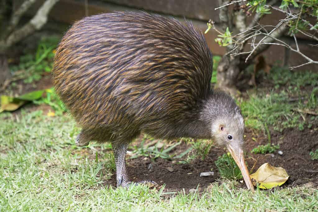 The 11 Animals That Have The Largest Babies