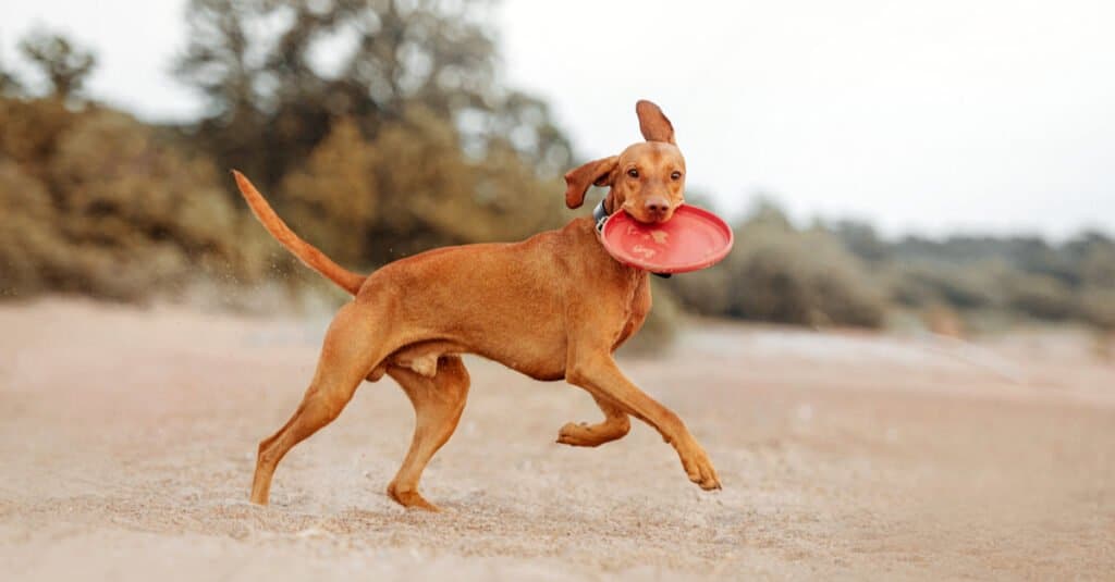 Vizsla Progression: Growth Chart, Milestones, and Training Tips