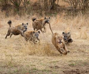 Lioness Ambushes a Wildebeest In the Cover of Darkness, But by Morning Hyenas Have Stolen It