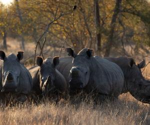 Discover How Rhinos Became Endangered