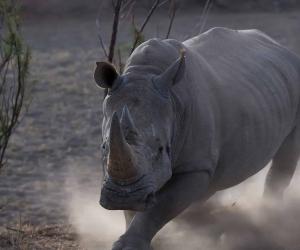 See the Intense Moment Rhinos Clash Together Like Titans