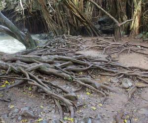 See the Wind That Was So Strong It Literally Lifted the Forest Floor