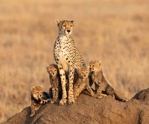 Amazingly Clever Cheetah Mother Chases Down a Gazelle to Feed Her Cubs