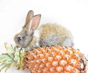 Yes, Rabbits Can Eat Pineapple! But Follow These 3 Tips