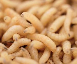 Does Baking Soda Kill Maggots? 3 Important Things to Know Before Using It