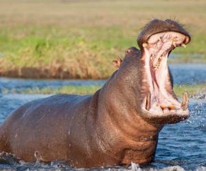 This Hippo Is Not Too Happy These Tourists Are On The Water