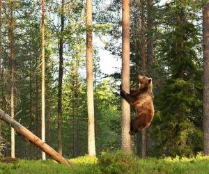 See This Huge Grizzly Have Fun on a Kid’s Slide