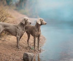 Male vs Female Weimaraners: 4 Key Differences