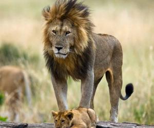 Overwhelmed Lion Dad Gets Surrounded by All His Females and Cubs at the Same Time!