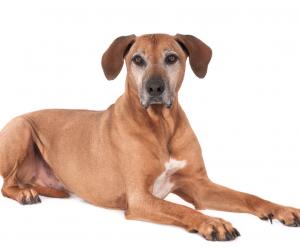 Rhodesian Ridgeback Colors