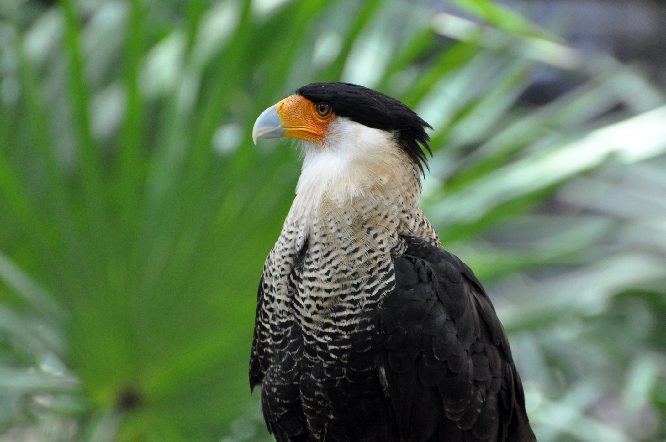 #6 Falcons in Arizona: How to Identify Them and Where They Live