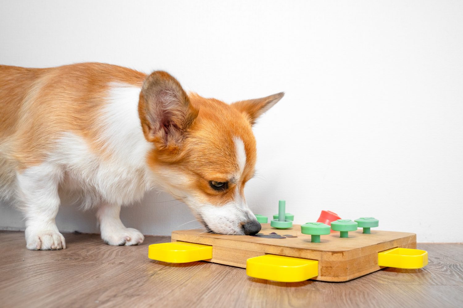 Discover How Slow Feeder Dog Bowls Can Help Your Overweight Pooch