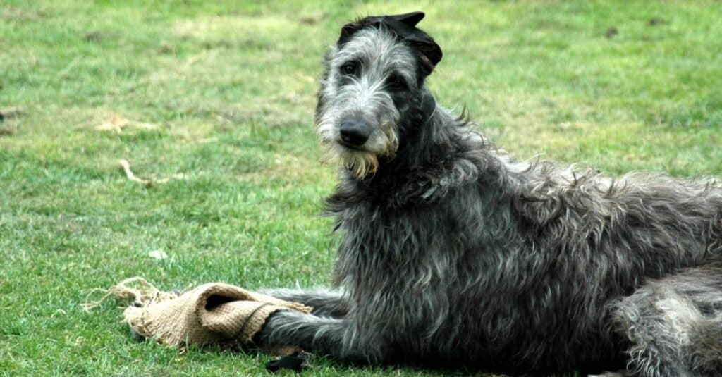 200  Amazing Scottish Dog Names and Their Meanings