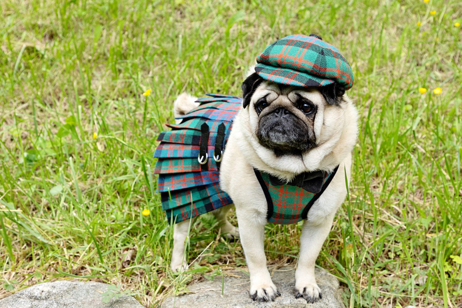 200  Amazing Scottish Dog Names and Their Meanings