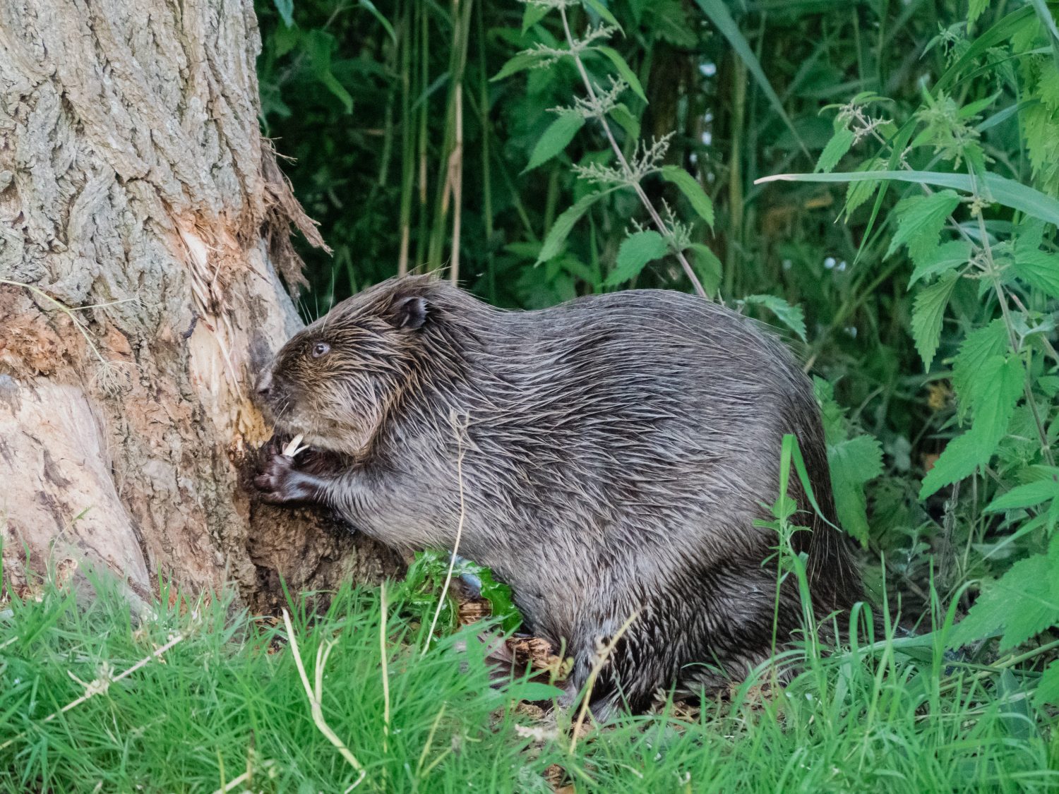 Discover 5 Animals That Eat Tree Bark