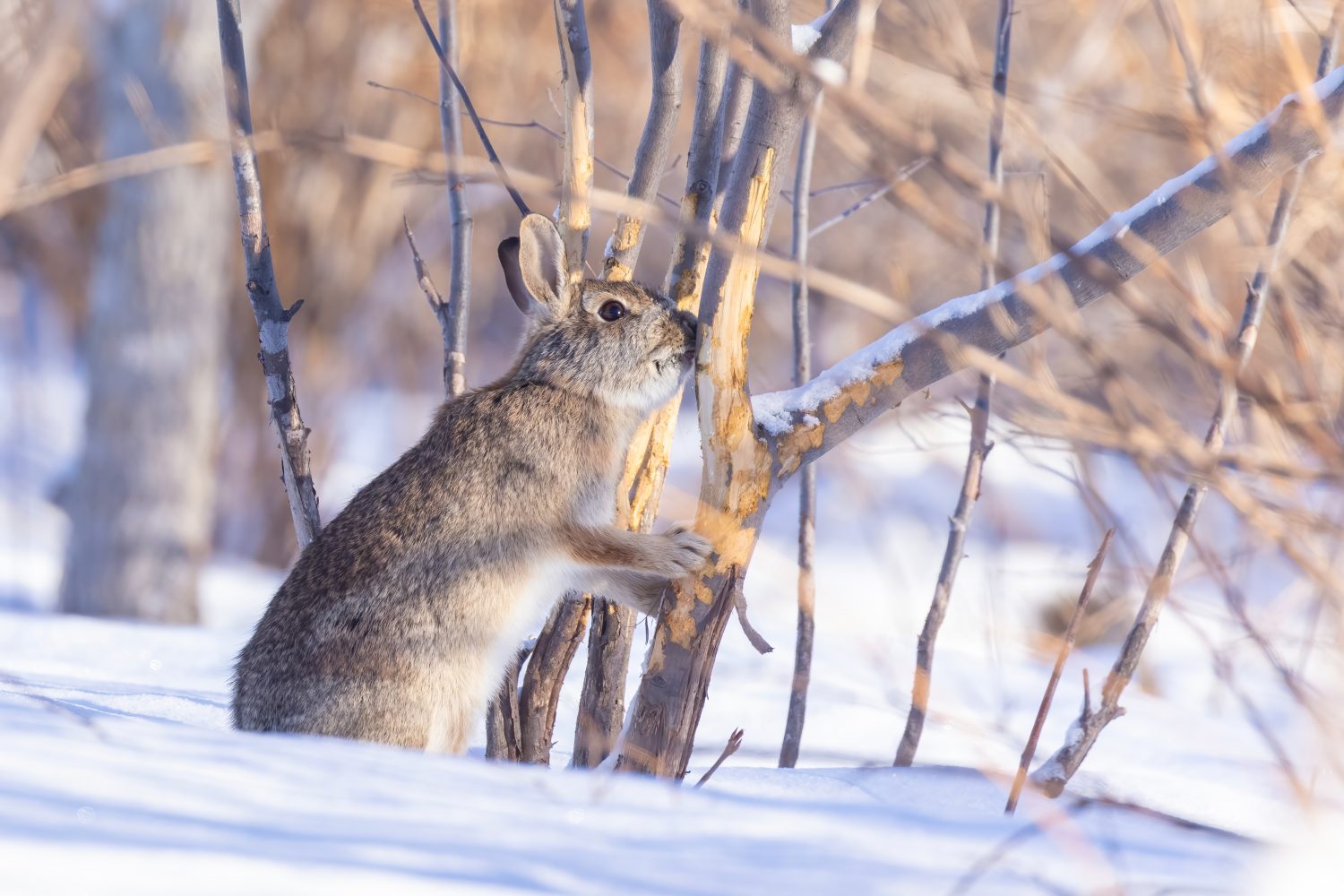 Discover 5 Animals That Eat Tree Bark