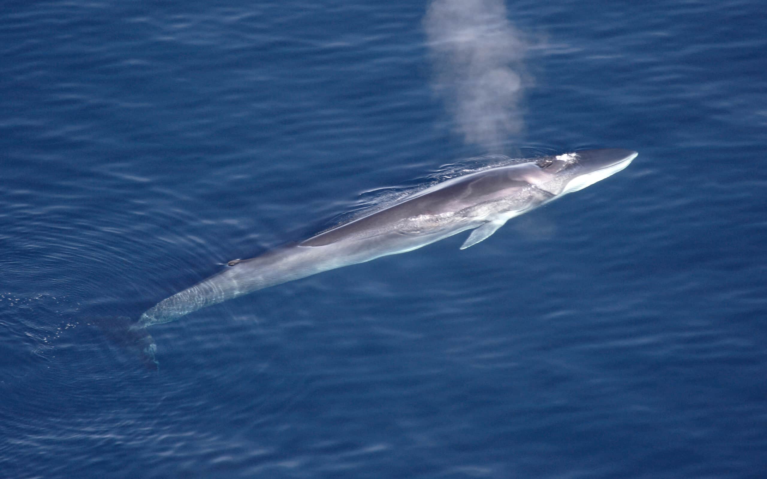 See The Massive 52-Foot Whale That Washed Up In California