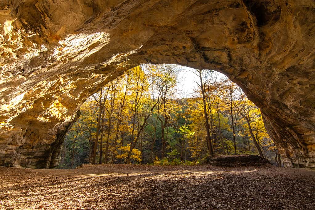 The 7 Best Places and Times to See Bald Eagles in Illinois