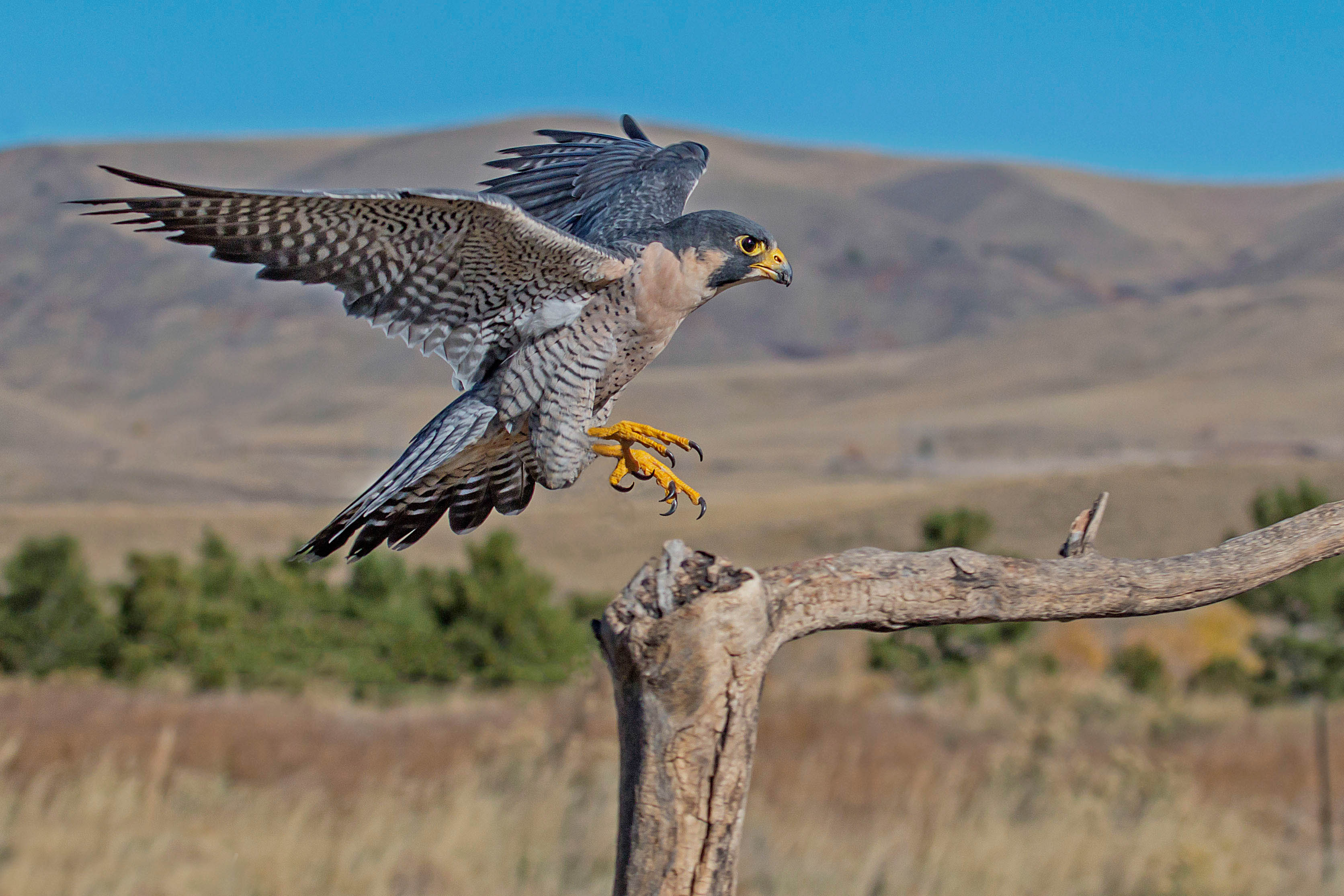 #6 Falcons in Arizona: How to Identify Them and Where They Live