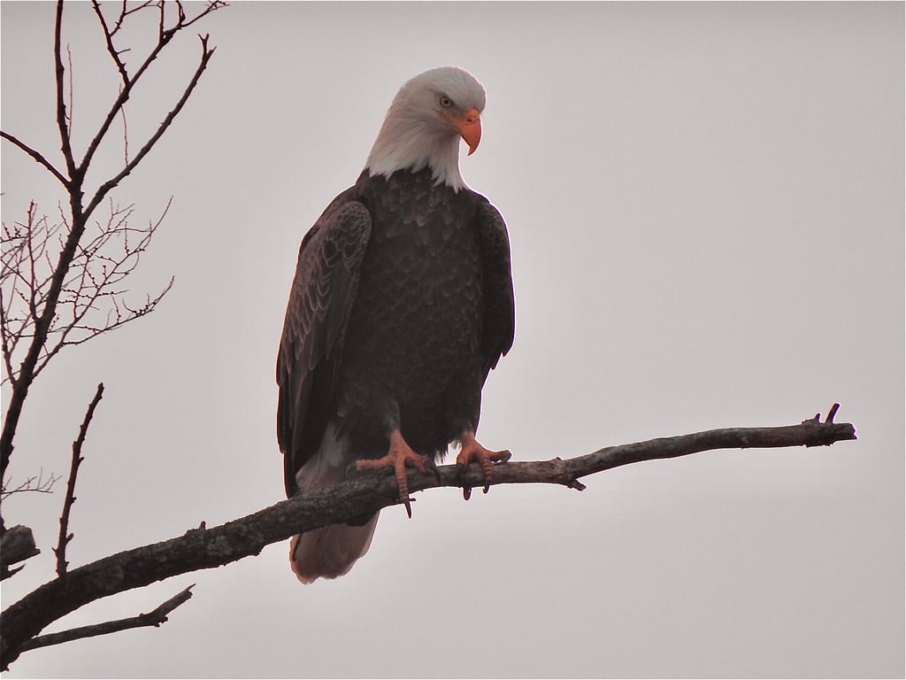 The 7 Best Places and Times to See Bald Eagles in Illinois