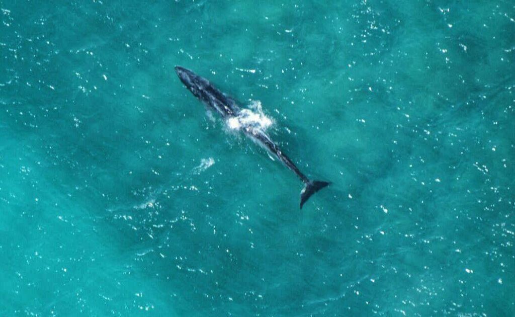 See The Massive 52-Foot Whale That Washed Up In California