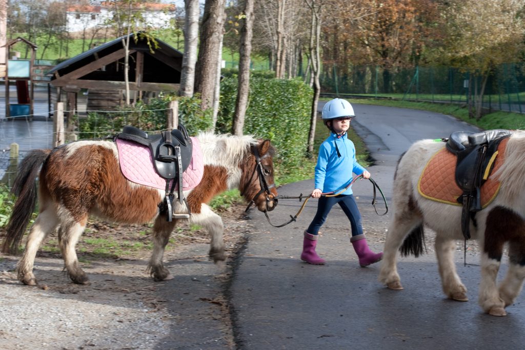 Shetland Pony Fact Sheet: Height, Weight, Cost, Lifespan, and More