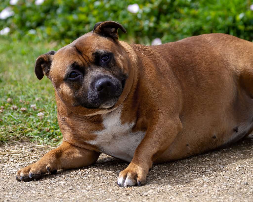 Discover How Slow Feeder Dog Bowls Can Help Your Overweight Pooch