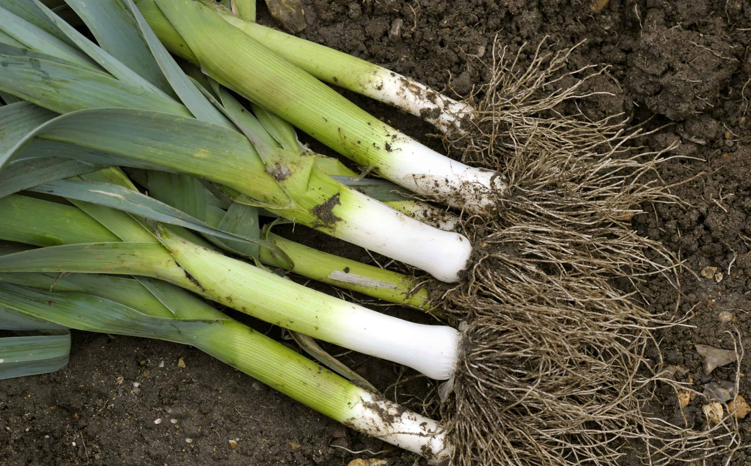 Discover the 16 Best Plants To Start Indoors in January