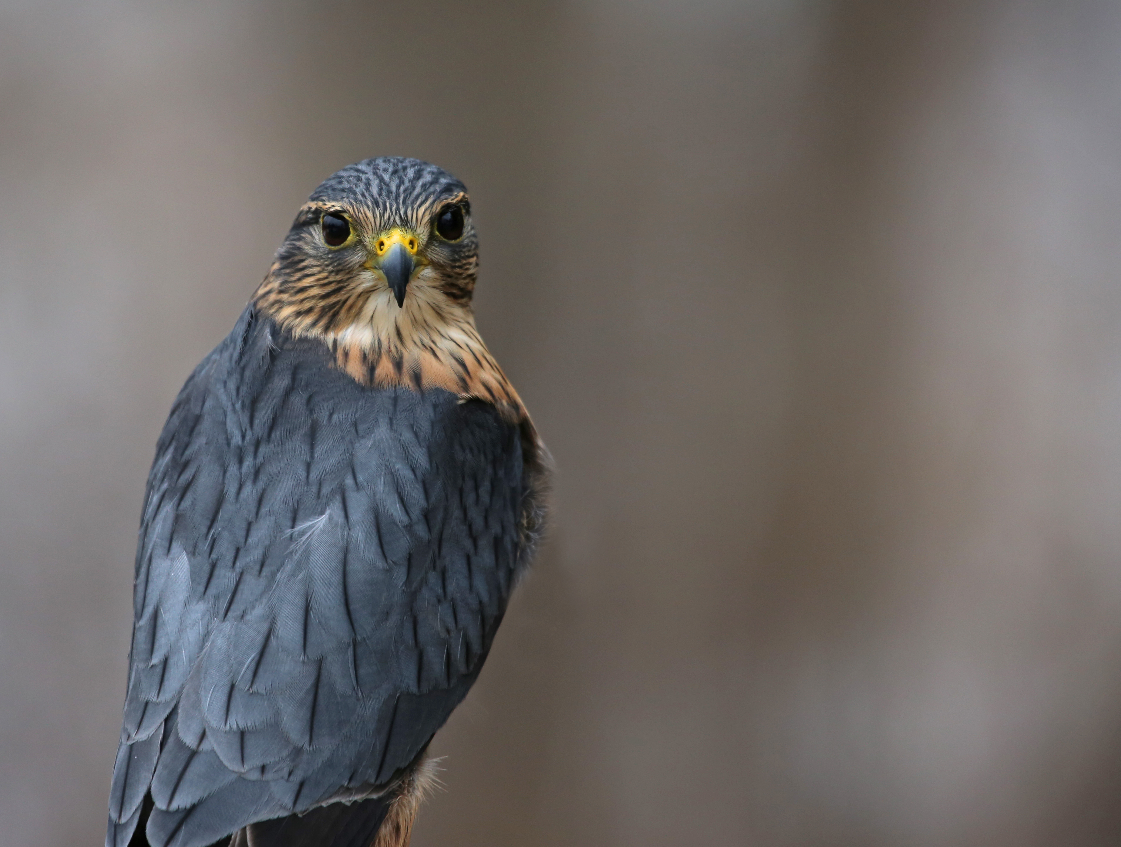 #6 Falcons in Arizona: How to Identify Them and Where They Live