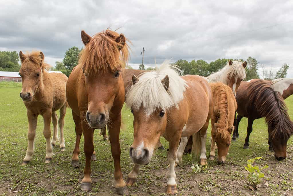 Shetland Pony Fact Sheet: Height, Weight, Cost, Lifespan, and More