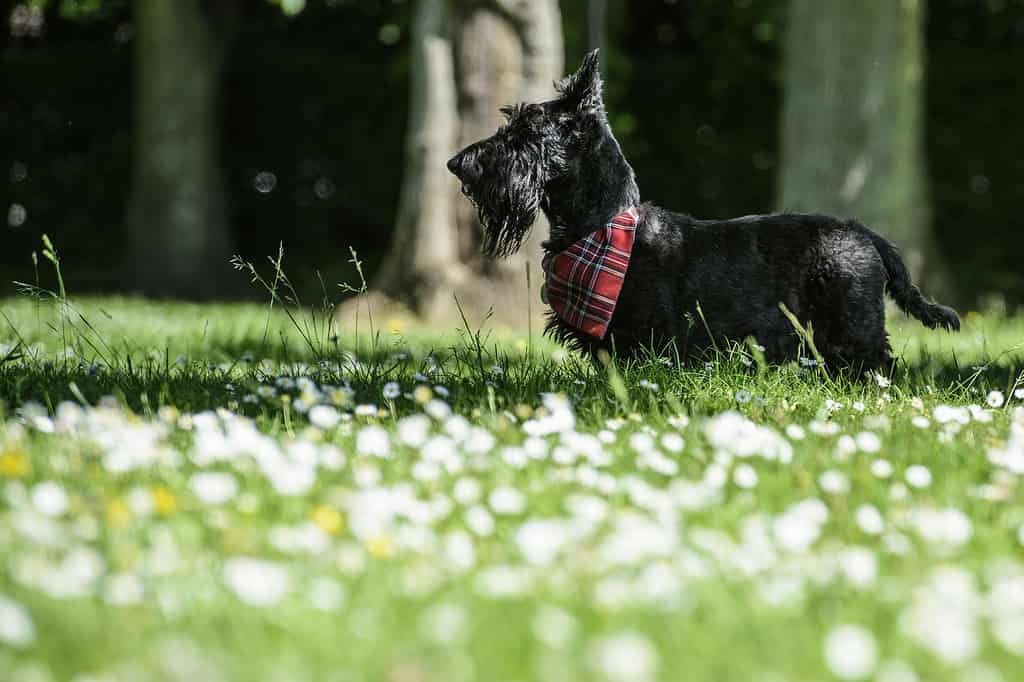 200  Amazing Scottish Dog Names and Their Meanings