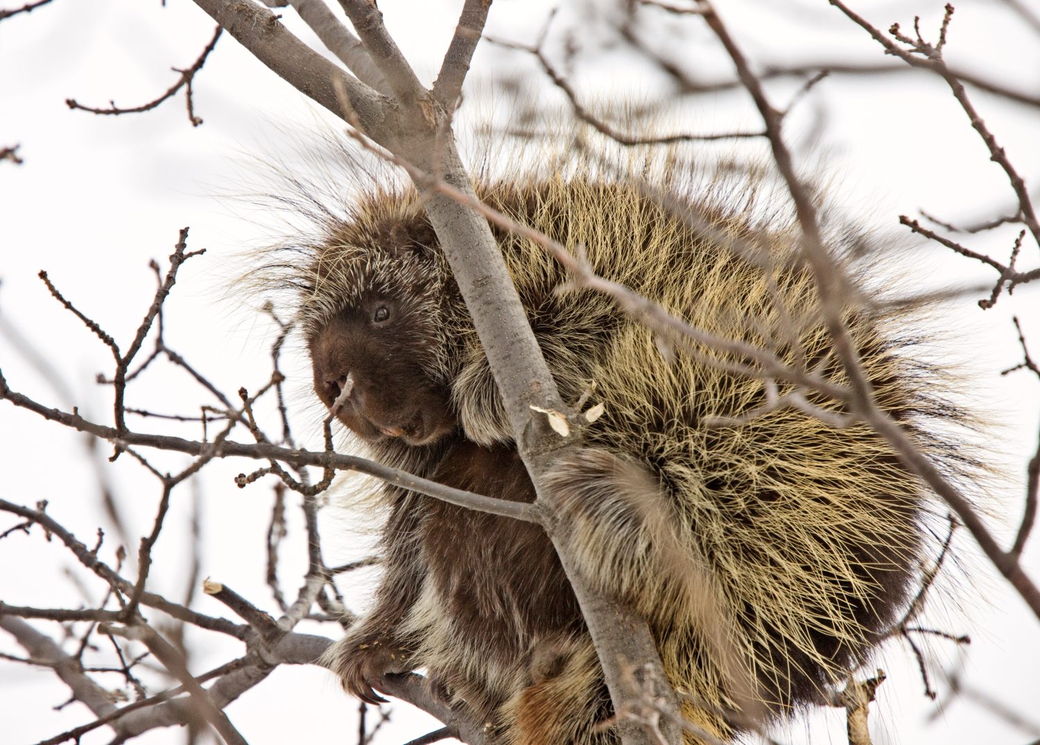 Discover 5 Animals That Eat Tree Bark