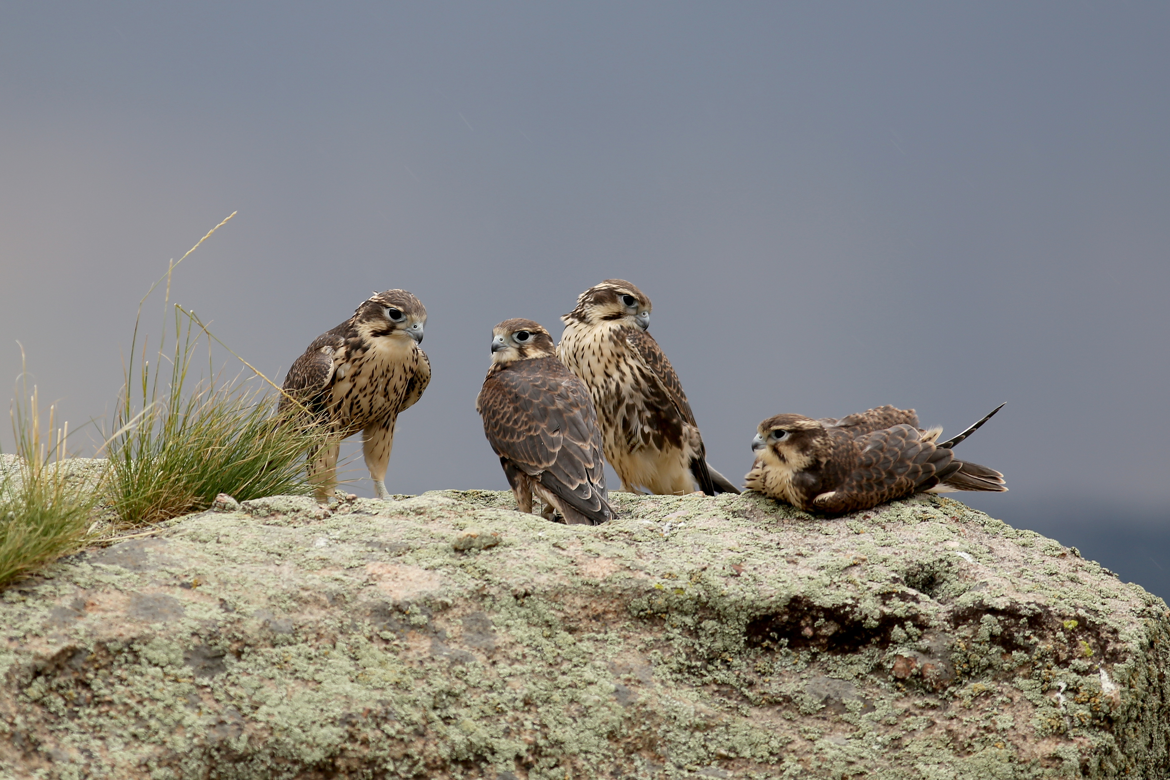 #6 Falcons in Arizona: How to Identify Them and Where They Live