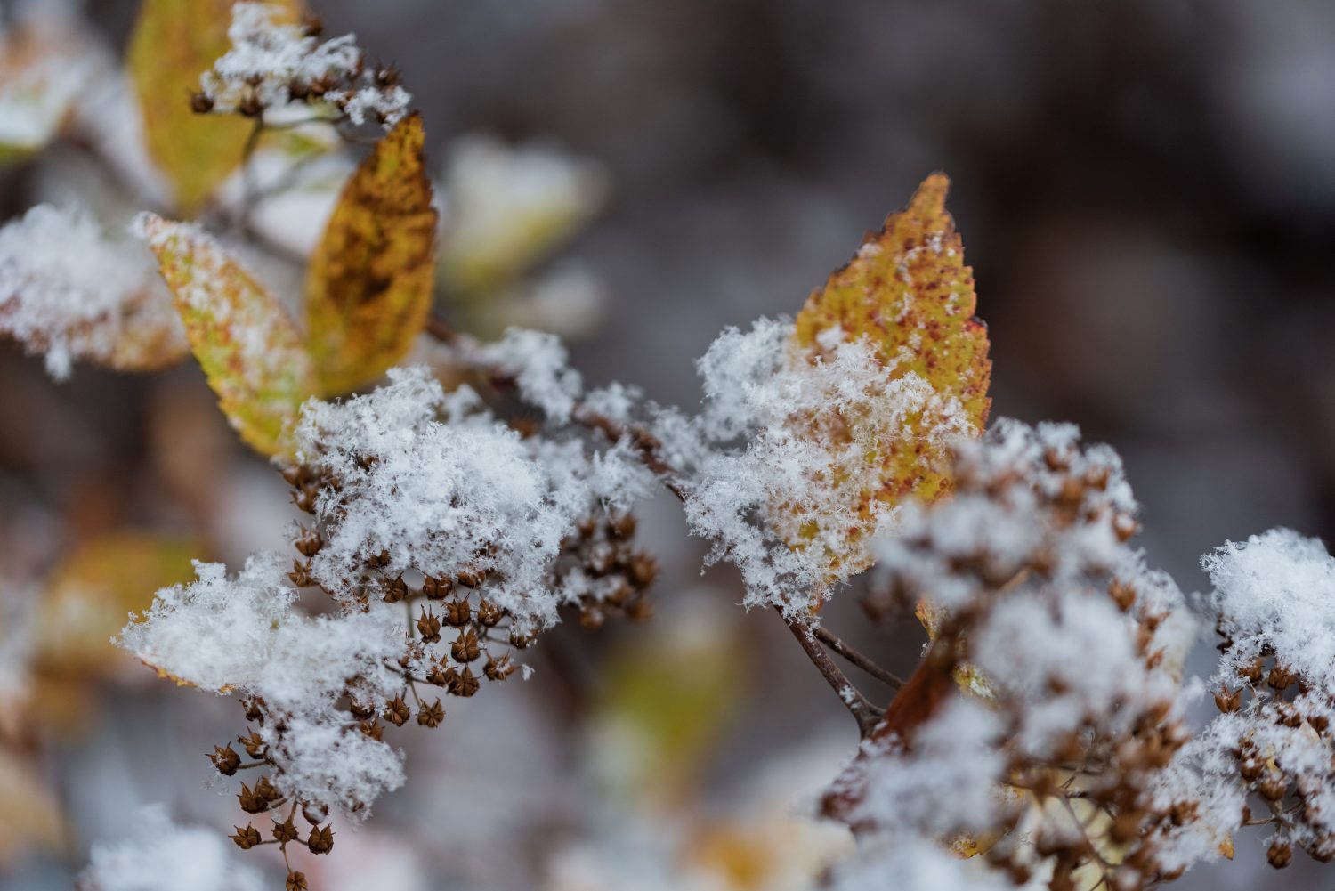 18 Amazing Facts About Snowflakes and Why They're So Unique