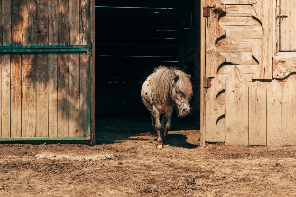 Shetland Pony Fact Sheet: Height, Weight, Cost, Lifespan, and More