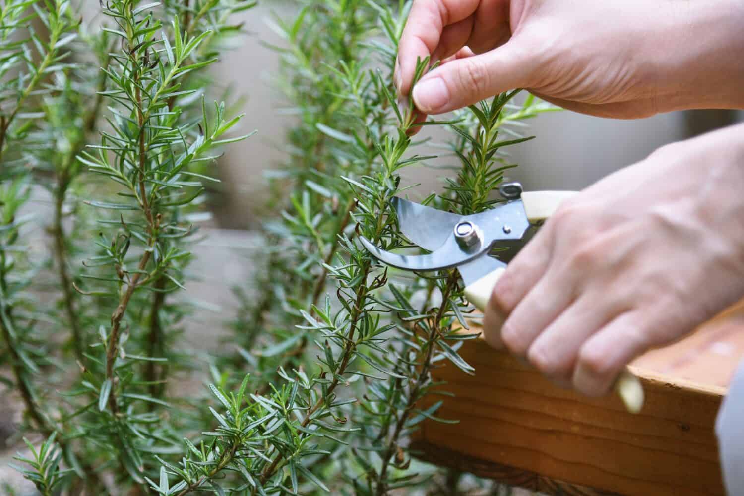 Discover the 16 Best Plants To Start Indoors in January