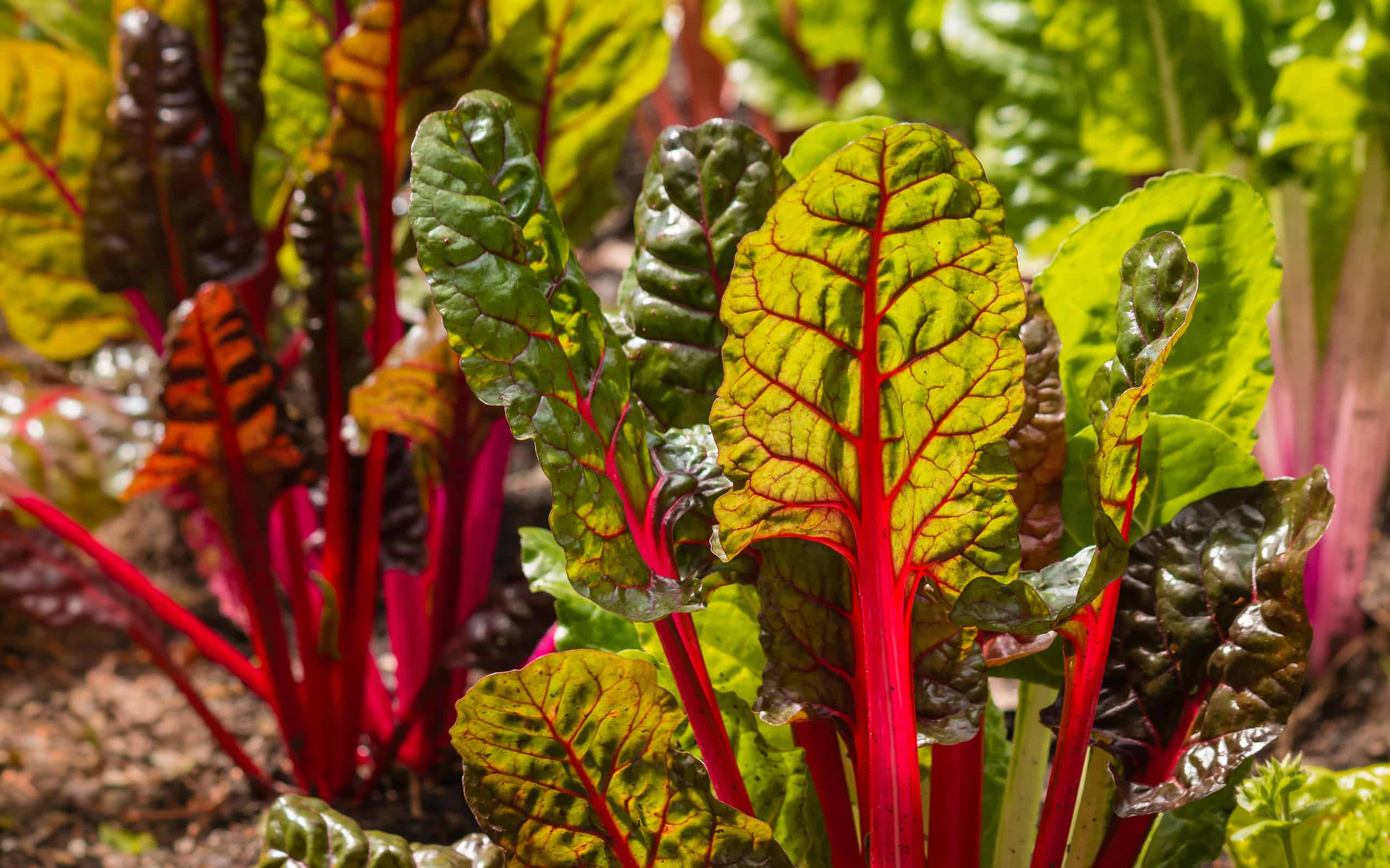 Discover the 16 Best Plants To Start Indoors in January