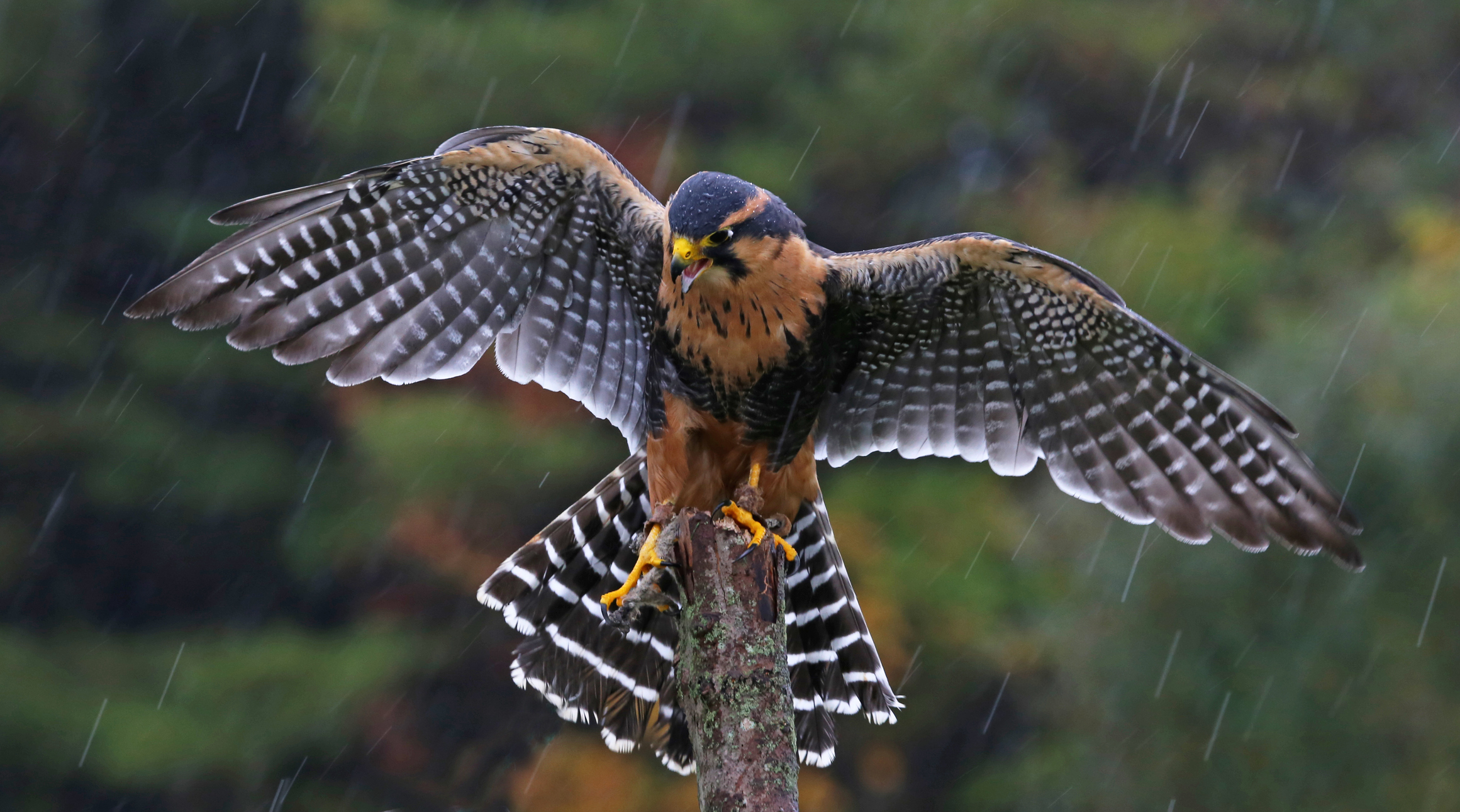 #6 Falcons in Arizona: How to Identify Them and Where They Live