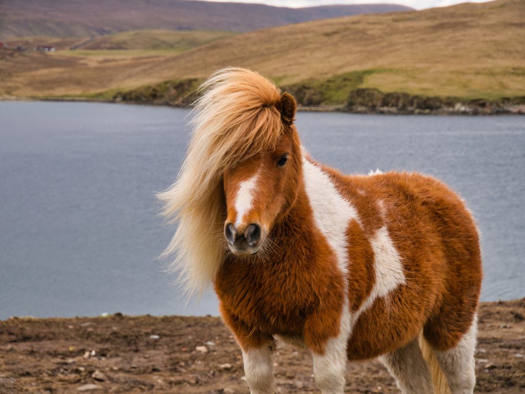 Shetland Pony Fact Sheet: Height, Weight, Cost, Lifespan, and More