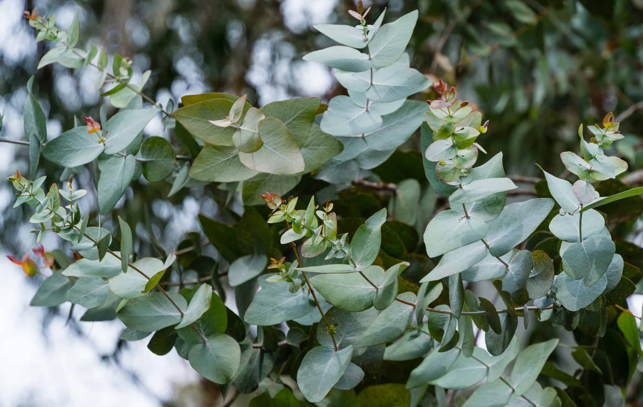 13 Plants You Can Use to Make a Stunning Winter Wreath