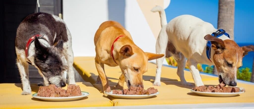 Discover How Slow Feeder Dog Bowls Can Help Your Overweight Pooch